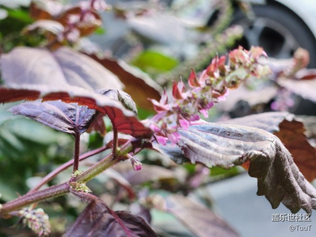 #視角——不知名的植物