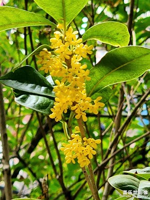 題桂花