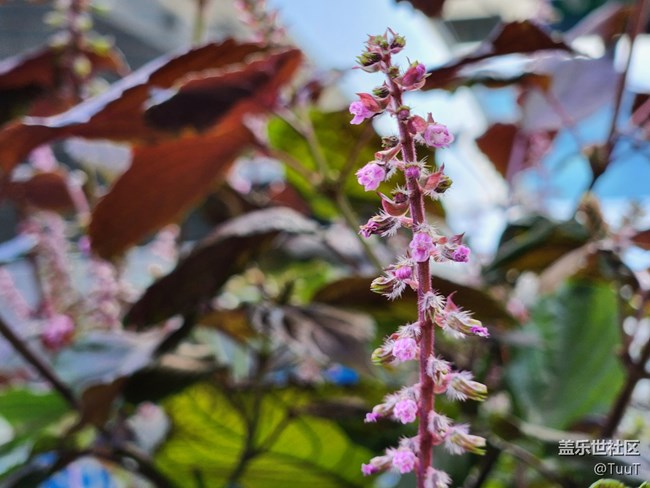 #視角——不知名的植物