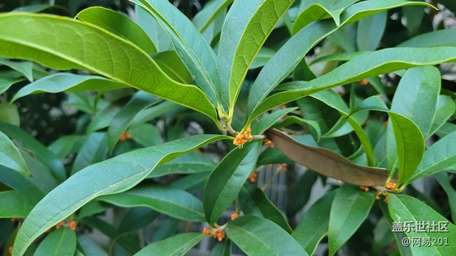 #視角——金桂花開