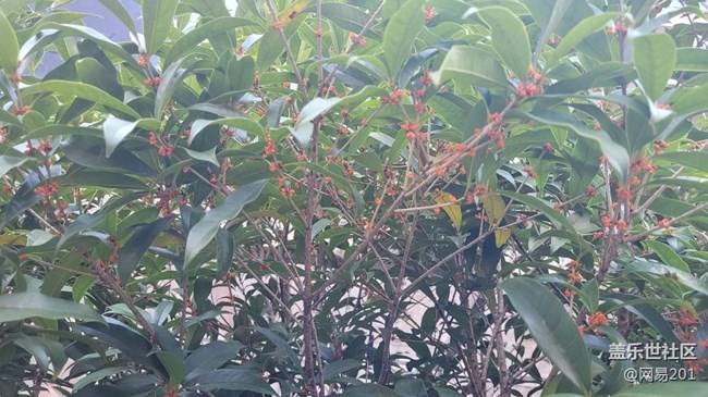 #視角——金桂花開