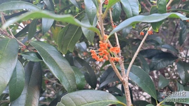 #視角——金桂花開