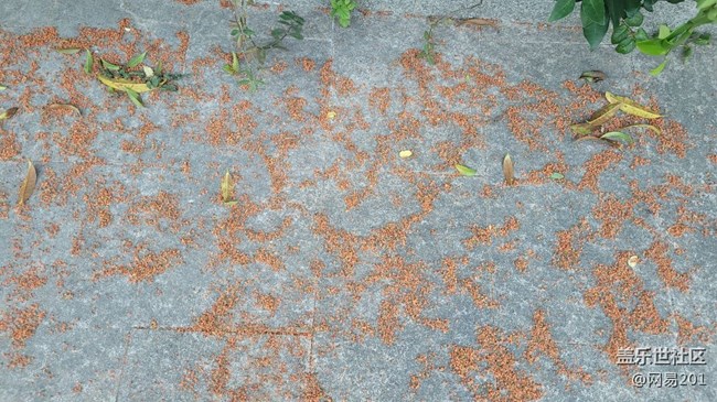 #視角——金桂花開