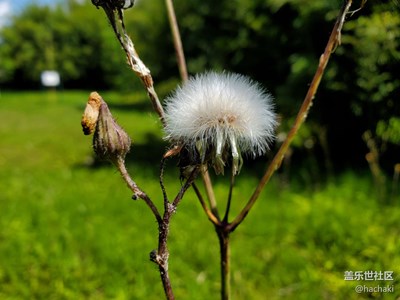 秋天＋花期的輝煌