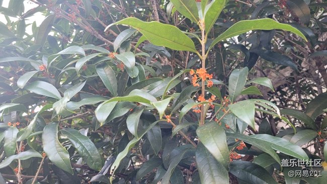 #視角——金桂花開