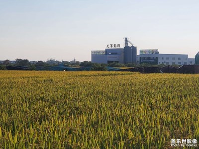 南京市六合區(qū)的艾津稻園，景色不錯！