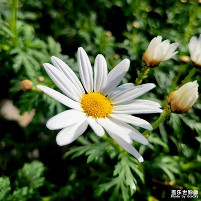 三星21的鏡頭