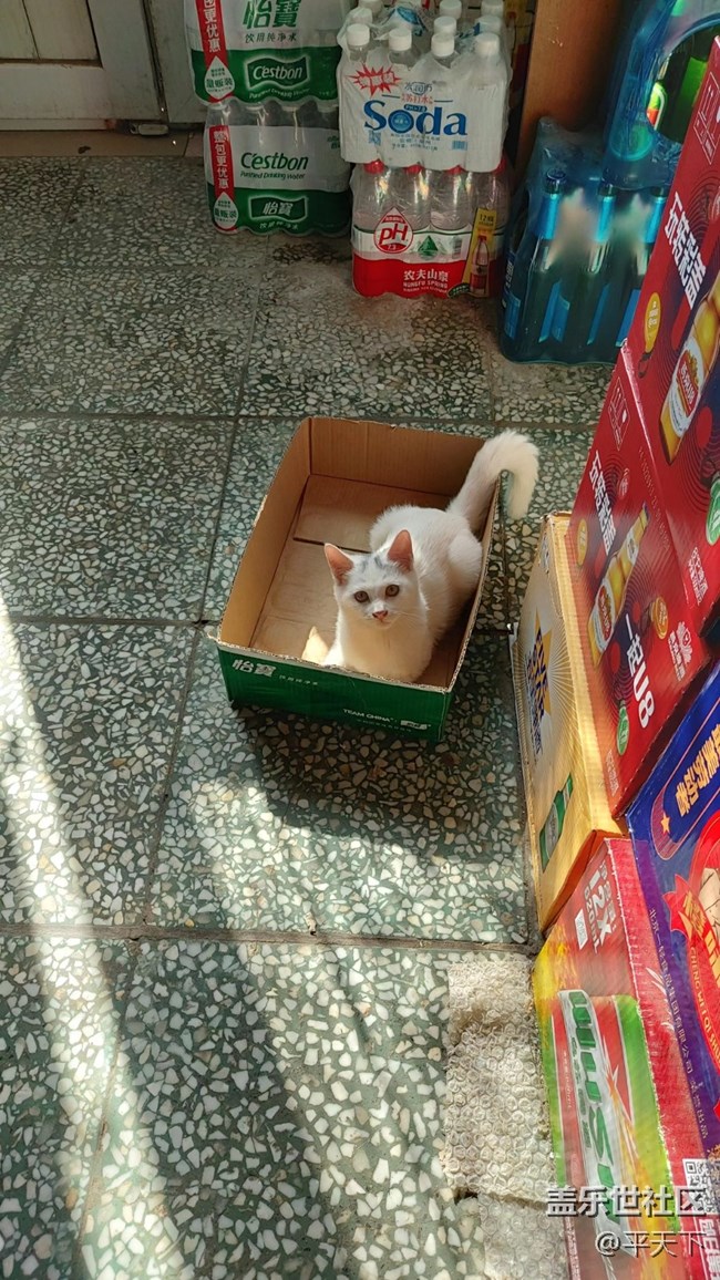 【十一趣事】十一掃街