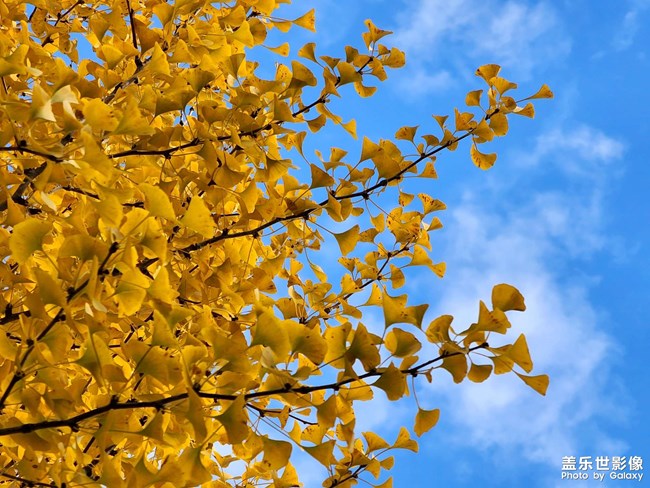 《每周星鮮事》 第123期:三星W23|W23 Flip新品預售 火熱開啟