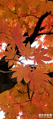深秋的紅葉