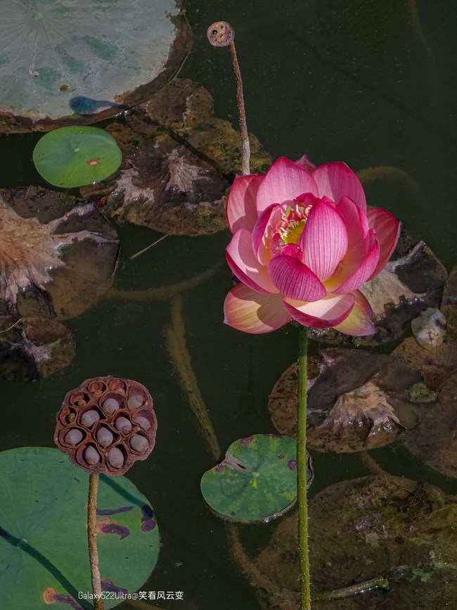 《每周星鮮事》 第123期:三星W23|W23 Flip新品預售 火熱開啟