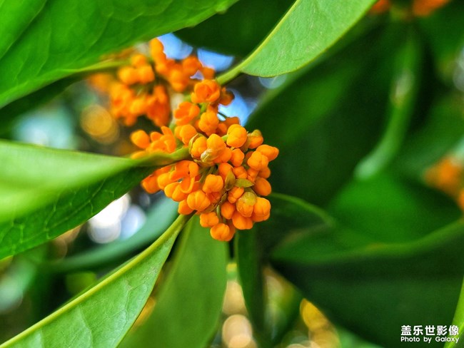 《每周星鮮事》 第123期:三星W23|W23 Flip新品預售 火熱開啟