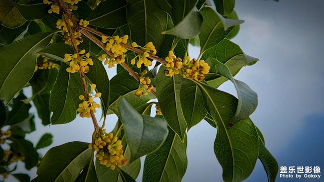 《每周星鮮事》 第123期:三星W23|W23 Flip新品預售 火熱開啟