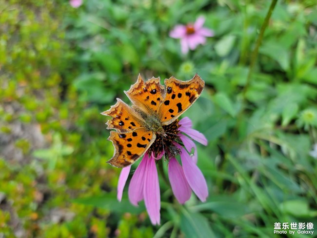 《每周星鮮事》 第123期:三星W23|W23 Flip新品預售 火熱開啟