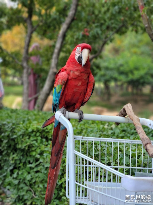 《每周星鮮事》 第123期:三星W23|W23 Flip新品預售 火熱開啟