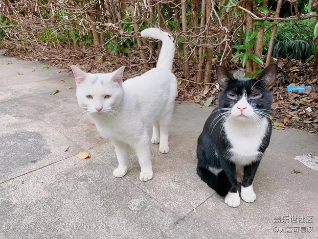 【十月開“星”樂】老家的喵喵