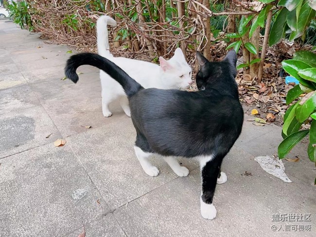 【十月開“星”樂】老家的喵喵