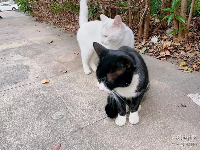 【十月開“星”樂】老家的喵喵