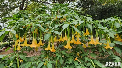 大花曼陀羅