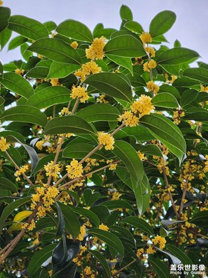 今年桂花又開了