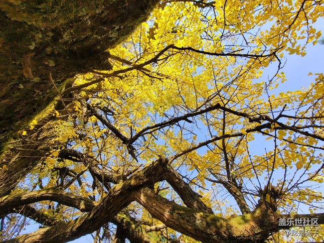 【美之間】千年銀杏樹(shù)