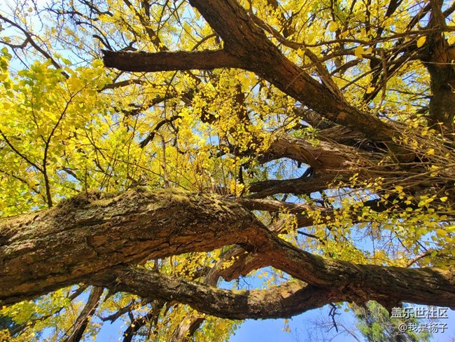 【美之間】千年銀杏樹(shù)