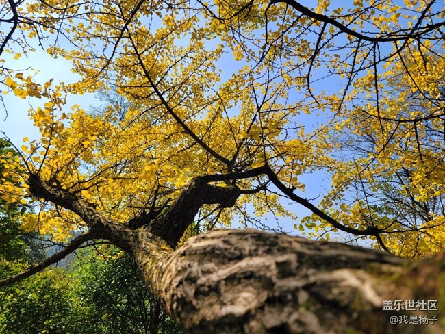 【美之間】千年銀杏樹(shù)