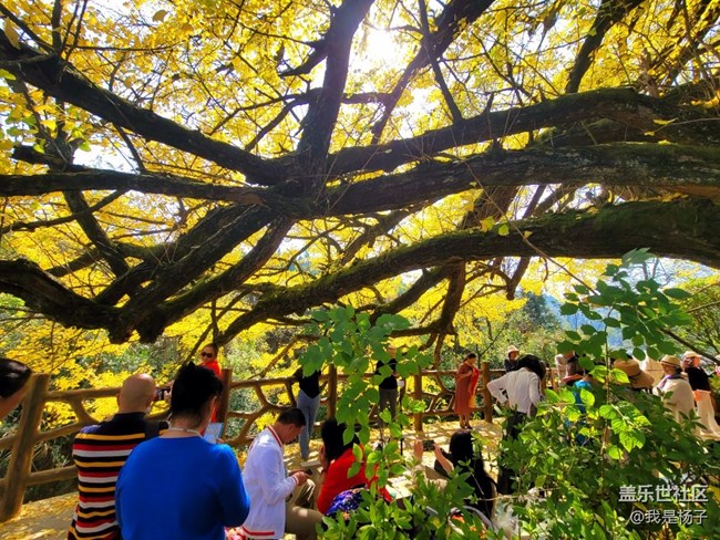 【美之間】千年銀杏樹(shù)