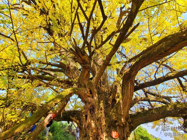 【美之間】千年銀杏樹(shù)