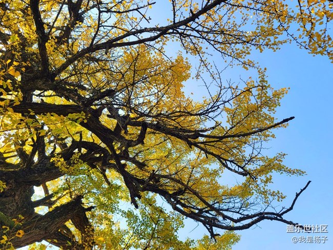 【美之間】千年銀杏樹(shù)