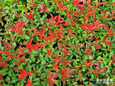 【好風(fēng)光】+ 美麗的色彩