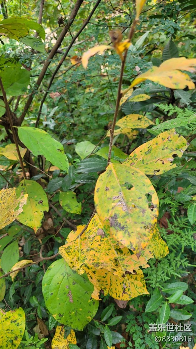 【色彩構成】秋葉