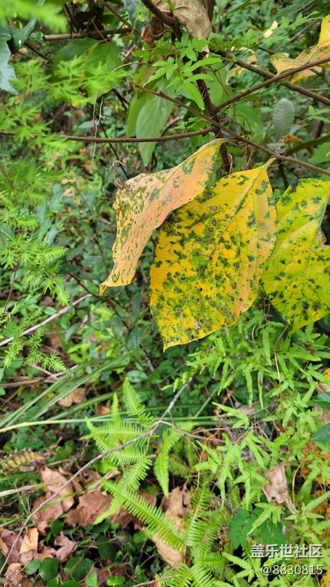 【色彩構成】秋葉