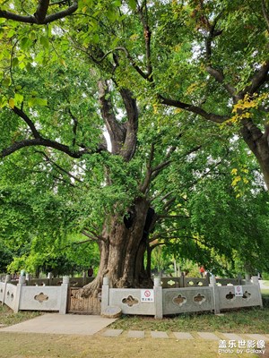 【好風(fēng)光】＋古樹公園