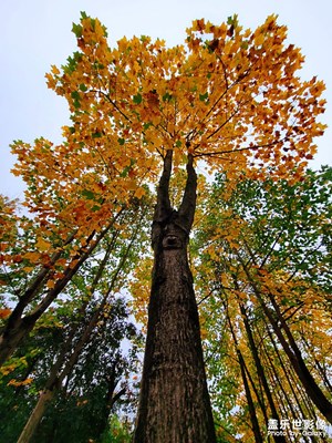 【好風(fēng)光】+秋天是調(diào)色板