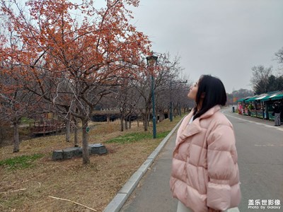滿樹(shù)海棠依舊