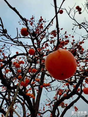 歲歲年年柿柿紅