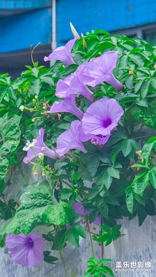 牽牛花