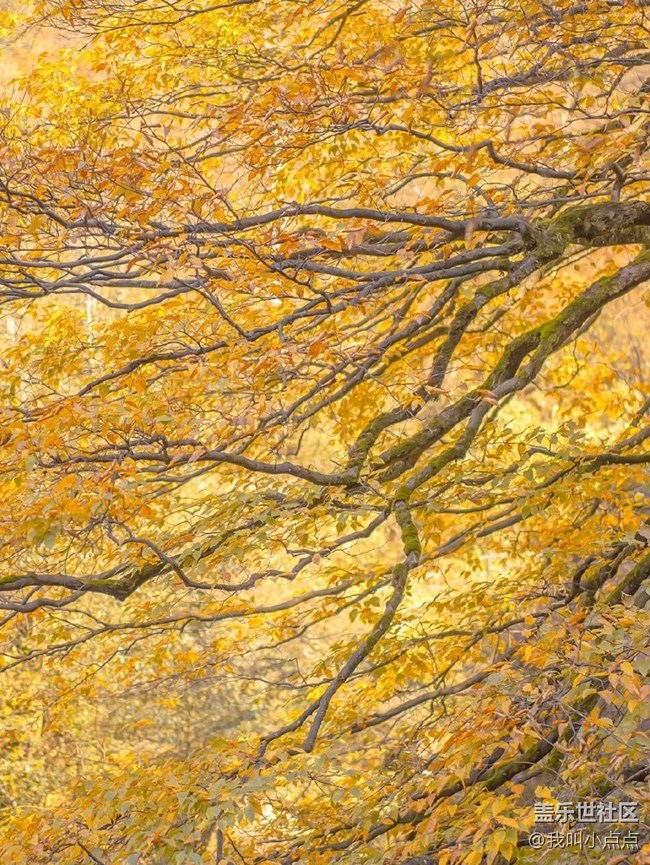 色彩構(gòu)成  秋天的黃