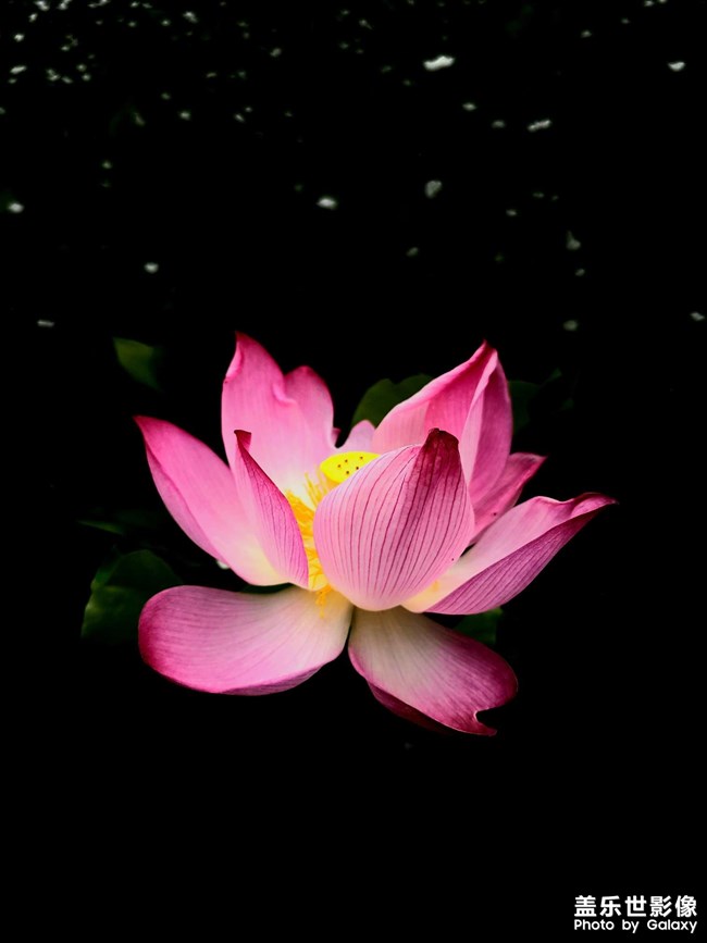 《每周星鮮事》 第124期: