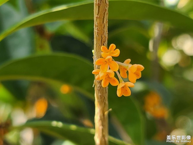 《每周星鮮事》 第124期: