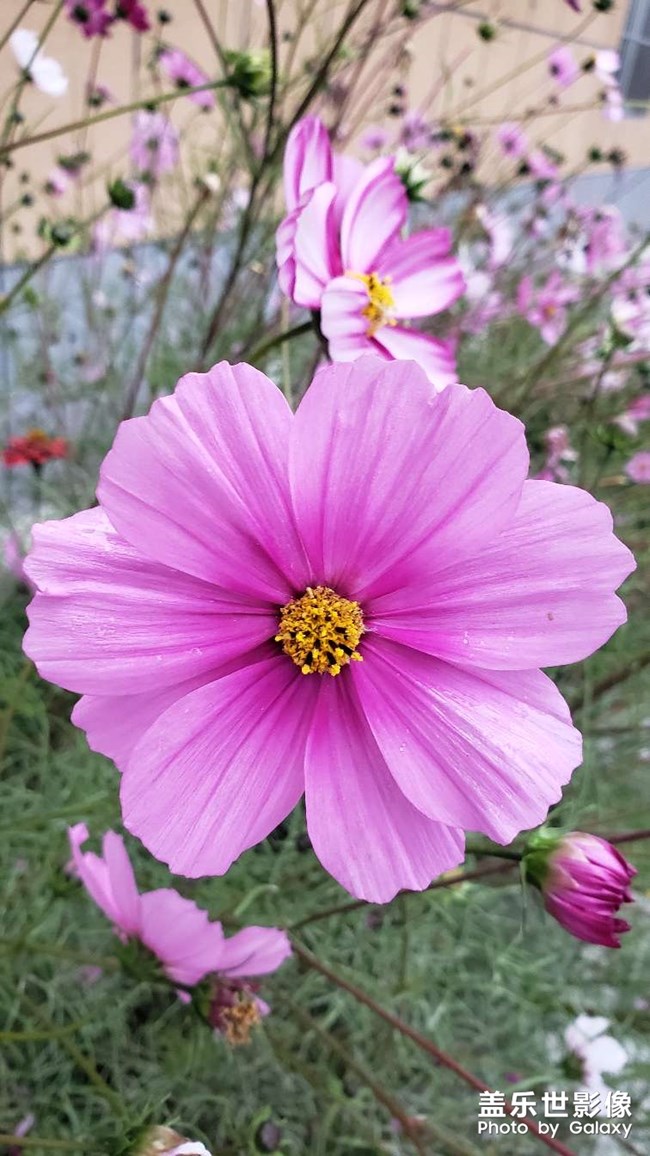 《每周星鮮事》 第124期: