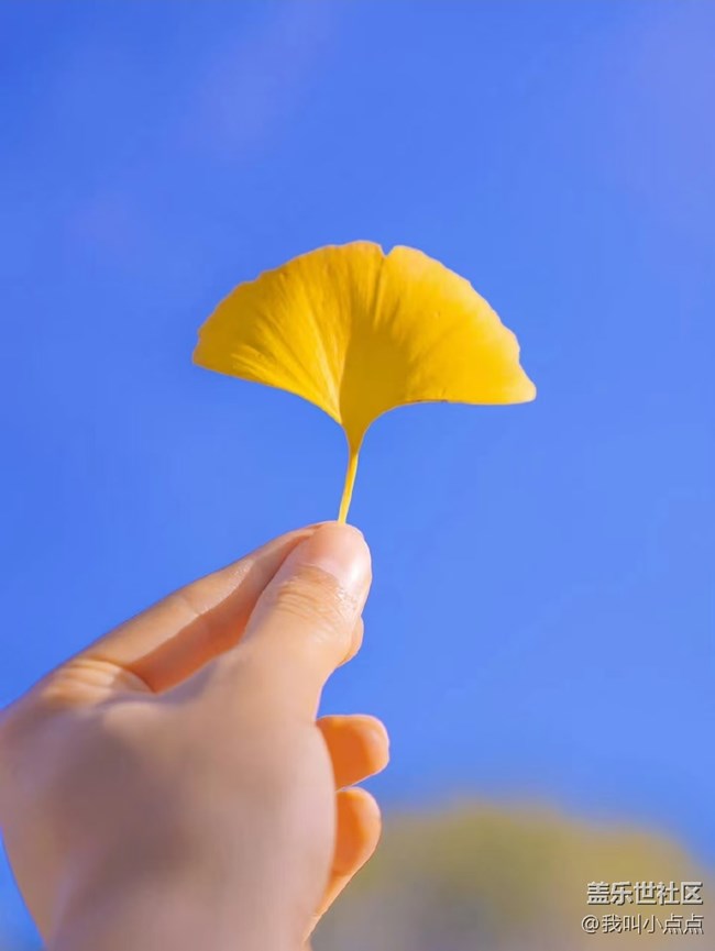 色彩構(gòu)成  秋天的黃