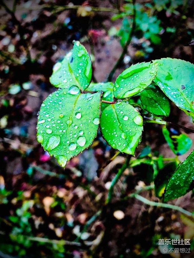 【色彩構成】白雪與綠葉
