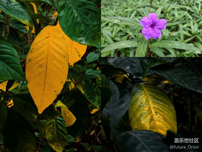 【精致、小巧、時尚】Galaxy Z Flip 4上手體驗(yàn)