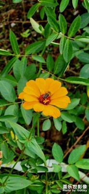 隨手一拍，花都是畫(huà)！