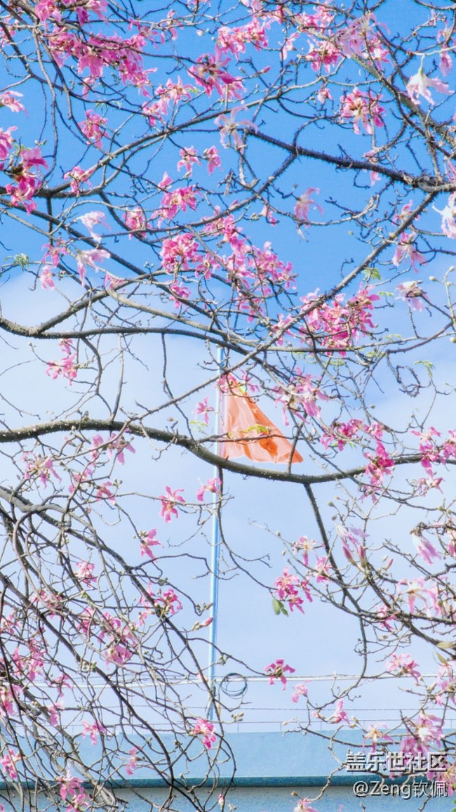 【美之間】花開之季異木棉的燦爛