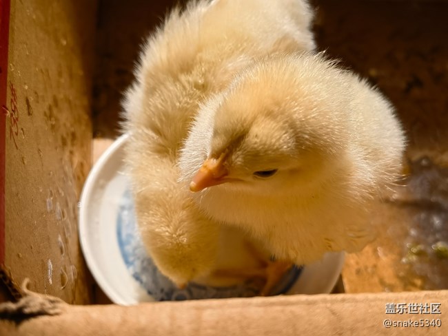 【我要當(dāng)錦鯉】——小萌雞