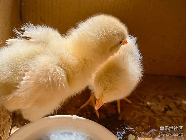 【我要當(dāng)錦鯉】——小萌雞