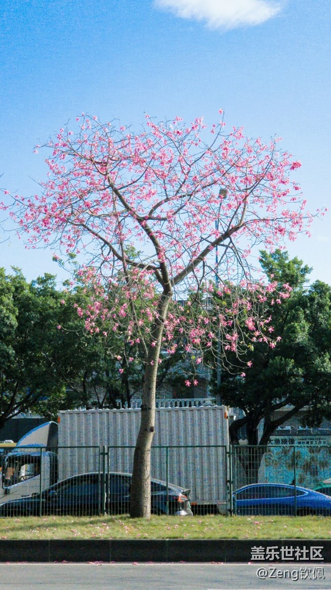 【美之間】花開之季異木棉的燦爛